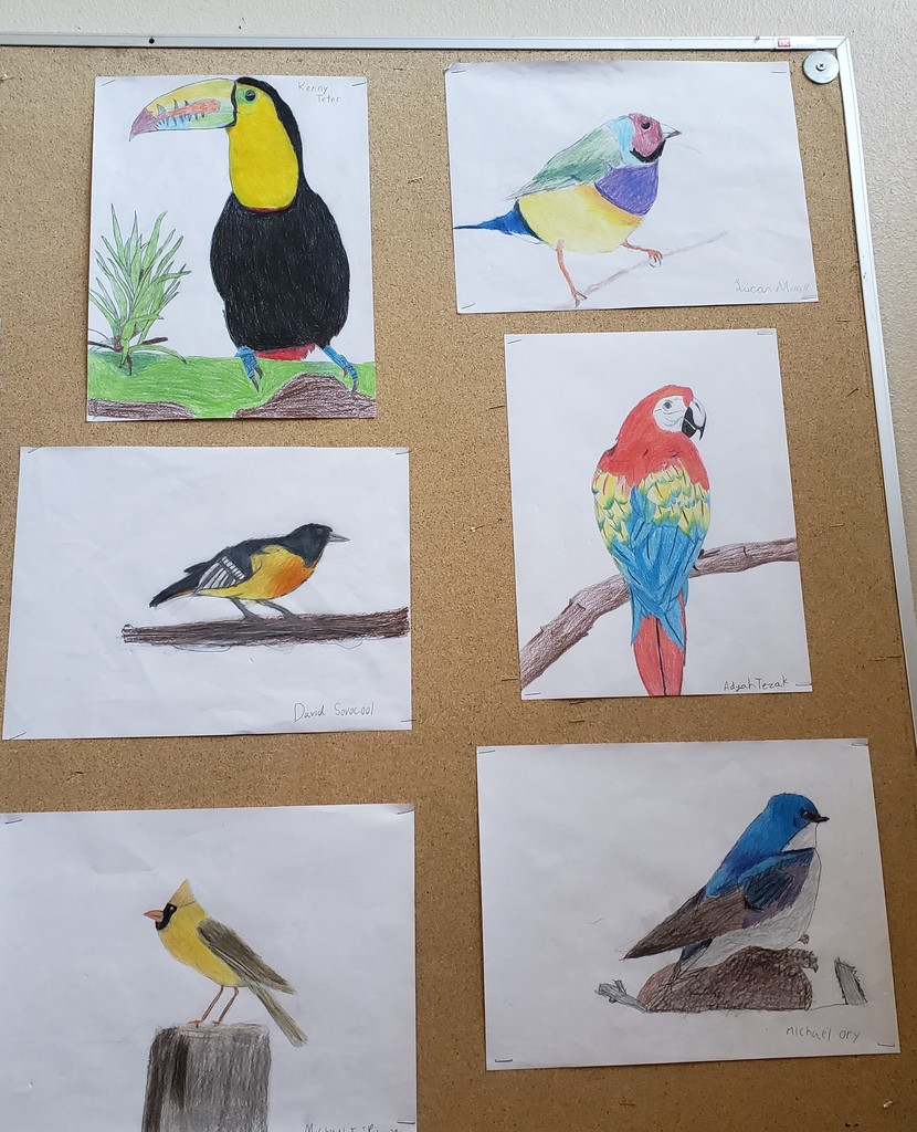 6th Grade Art Colored Pencil Birds